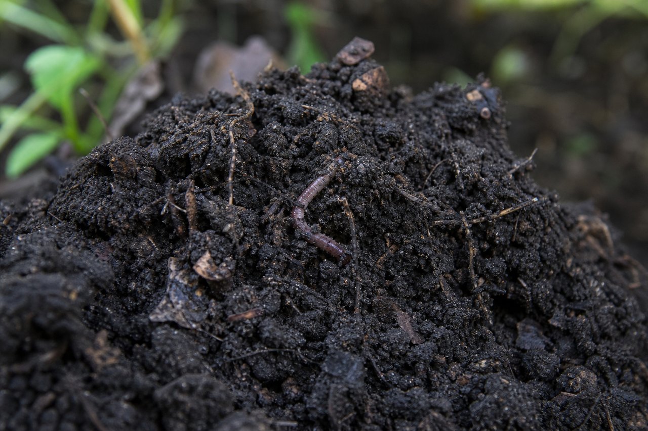 Nahaufnahme von dunkler, krümeliger Gartenerde mit feinen Wurzeln und einem Regenwurm